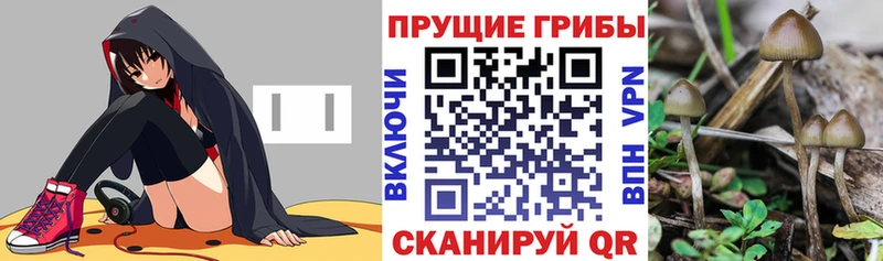 Псилоцибиновые грибы Cubensis  Новоалтайск 
